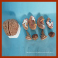 Human Brain Educational Nursing Teaching Models (8 parts)